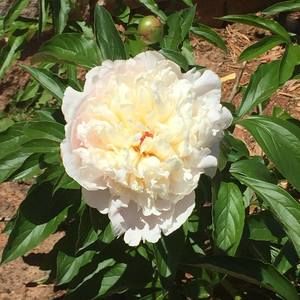 Meet your Posher, Trish